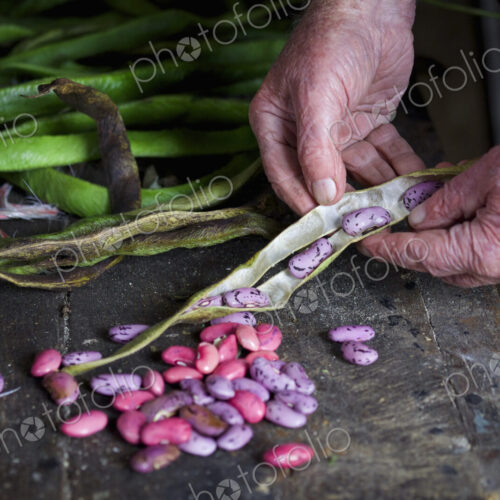 A man taking runner bean seeds out of the dried pods.