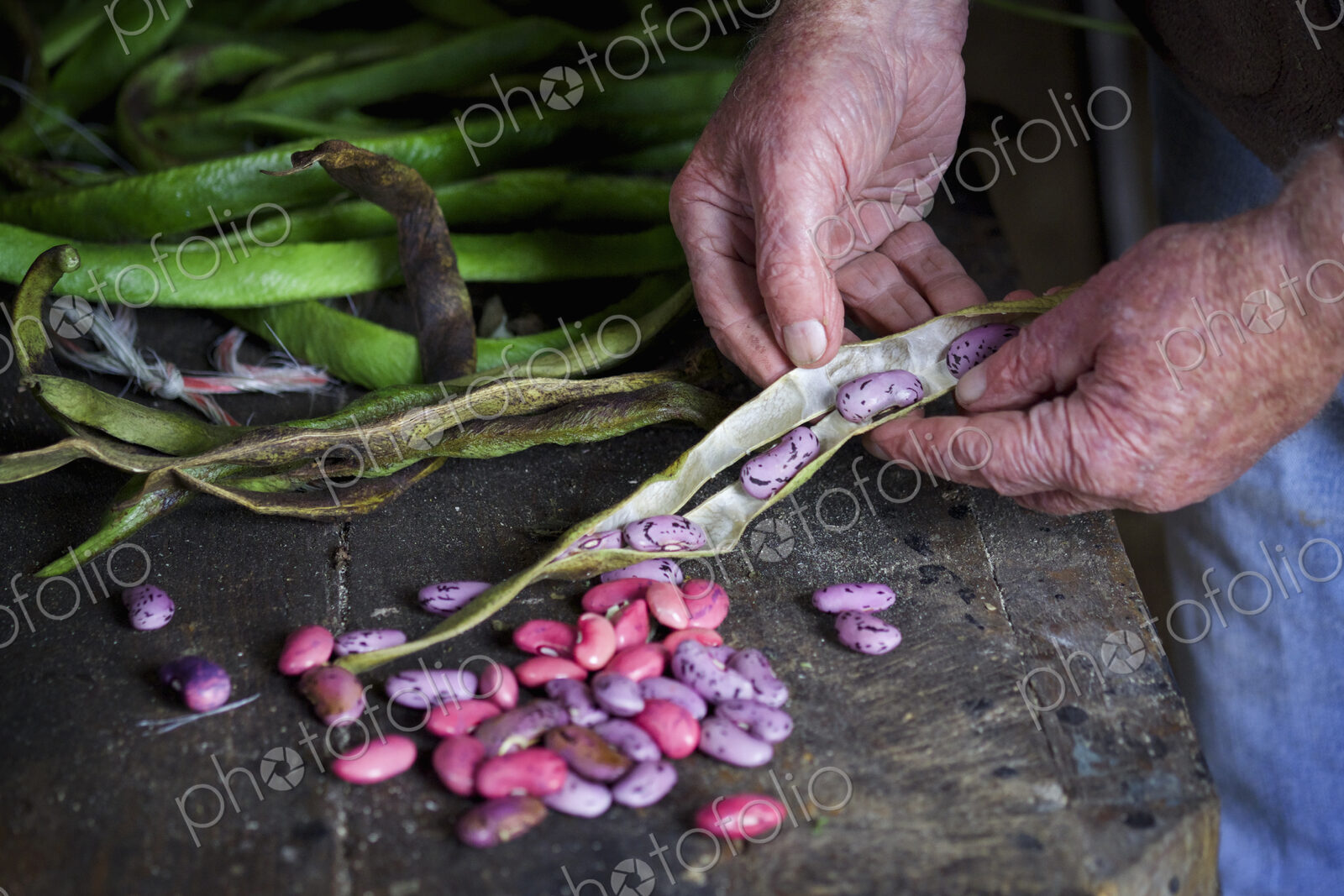 A man taking runner bean seeds out of the dried pods.