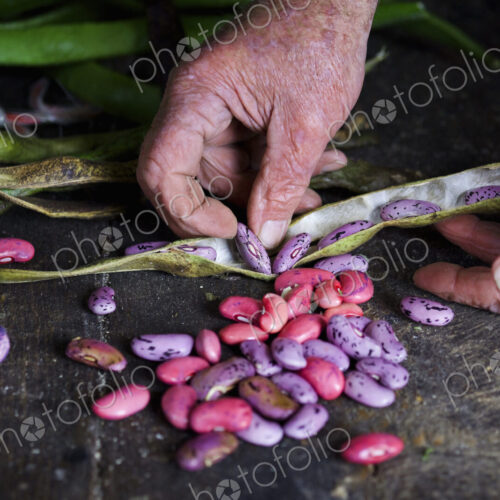 A man taking runner bean seeds out of the dried pods.