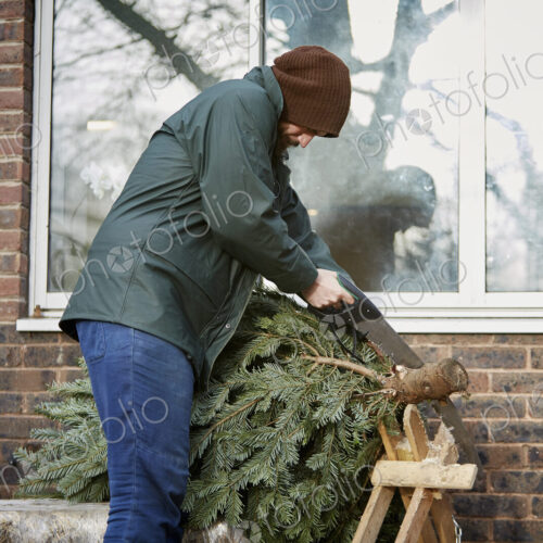A man trimming the end off a traditional pine tree, Christmas tree, using a hand saw. A man trimming the end off a traditional pine tree, Christmas tree, using a hand saw.