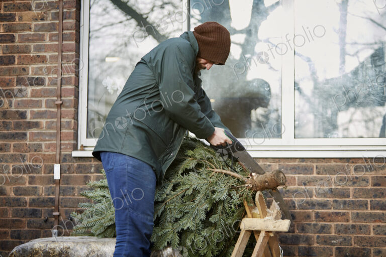 A man trimming the end off a traditional pine tree, Christmas tree, using a hand saw.