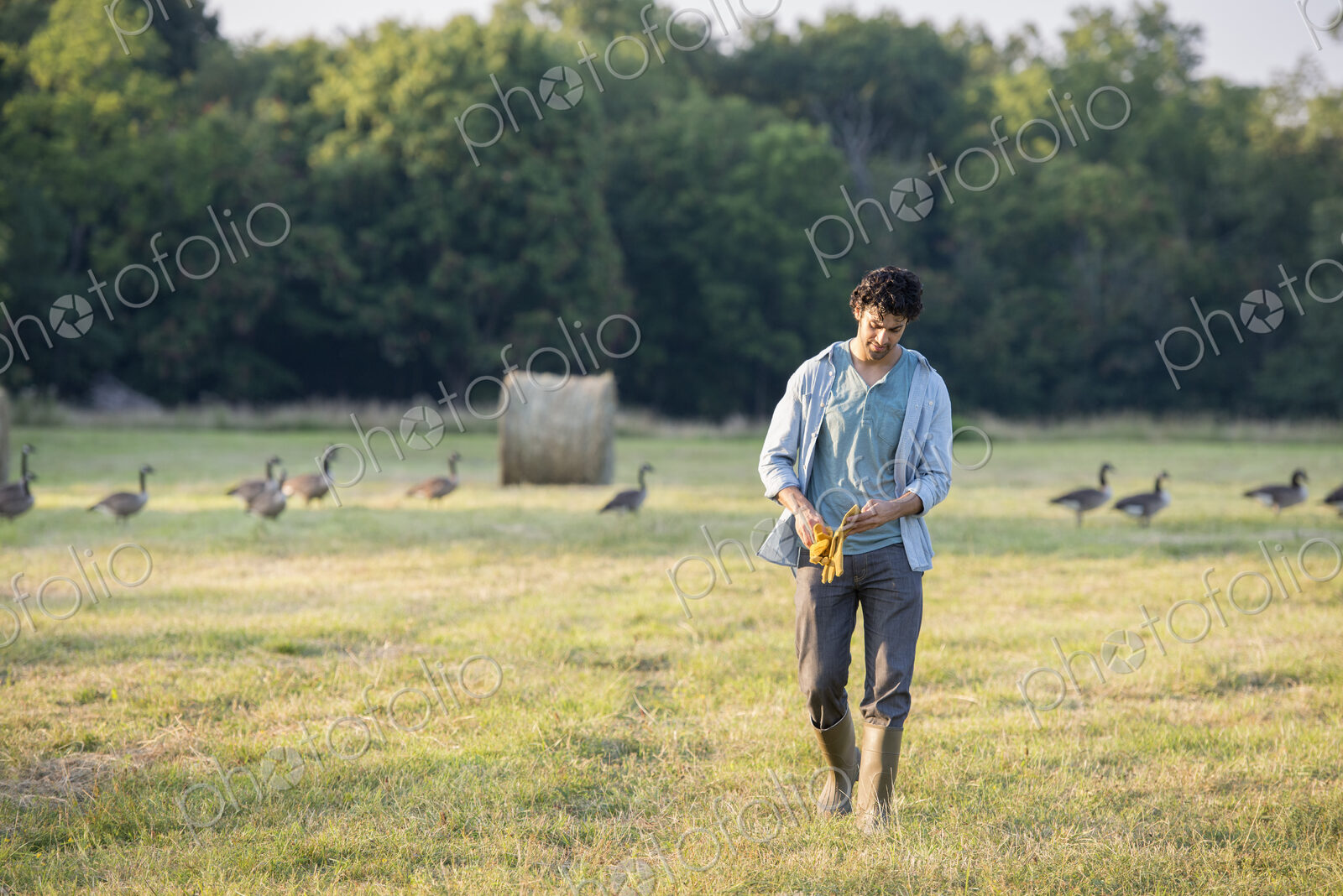 A man walking across a field, away from a flock of geese outdoors in the fresh air.