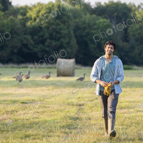 A man walking across a field, away from a flock of geese outdoors in the fresh air. A man walking across a field, away from a flock of geese outdoors in the fresh air.