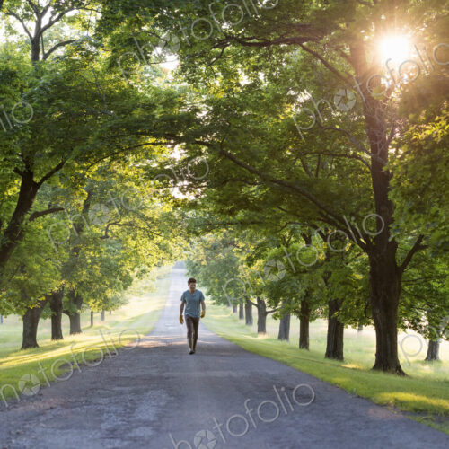 A man walking down a tree lined avenue in the countryside.