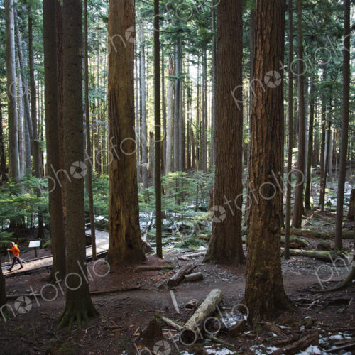 A man walking up a trail surrounded by tall trees in a thick forest near North Bend,… A man walking up a trail surrounded by tall trees in a thick forest near North Bend,…