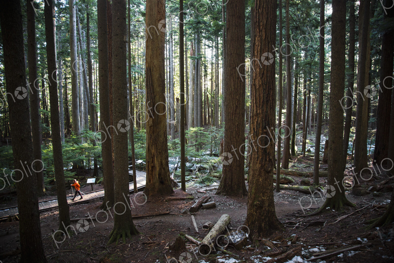 A man walking up a trail surrounded by tall trees in a thick forest near North Bend,…