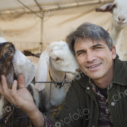 A man with a group of goats in a pen. Livestock farming. Goats kept for meat and milk. A man with a group of goats in a pen. Livestock farming. Goats kept for meat and milk.