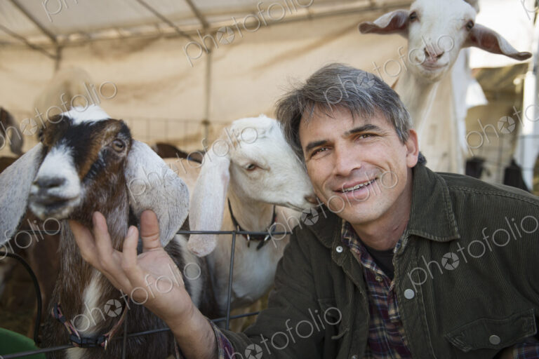 A man with a group of goats in a pen. Livestock farming. Goats kept for meat and milk.