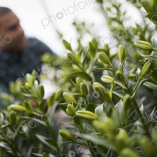 A man working in a large greenhouse full of flowers. Lilies coming into bud.
