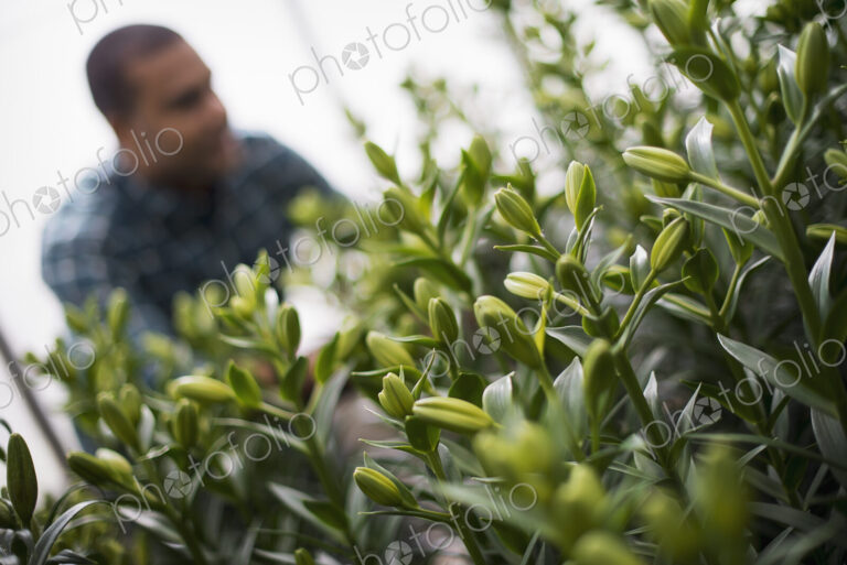 A man working in a large greenhouse full of flowers. Lilies coming into bud.