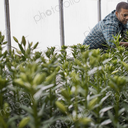 A man working in a large greenhouse full of flowers. Lilies coming into bud.