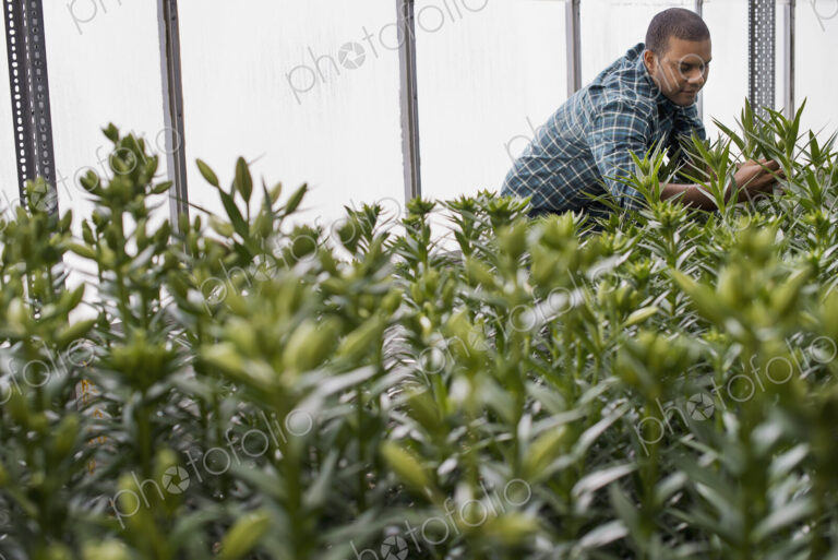 A man working in a large greenhouse full of flowers. Lilies coming into bud.