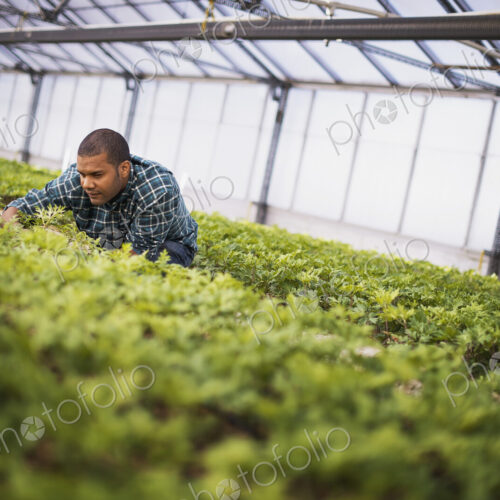 A man working in a large greenhouse, or glasshouse full of organic plants.