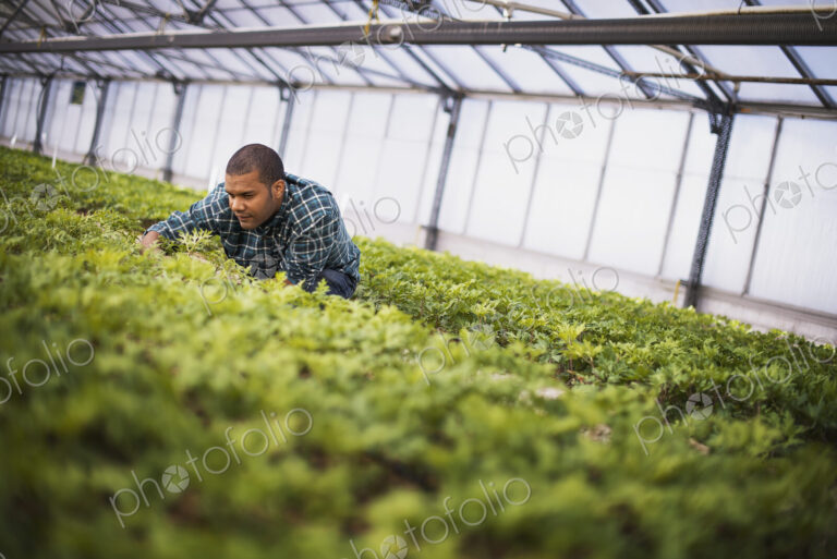 A man working in a large greenhouse, or glasshouse full of organic plants.