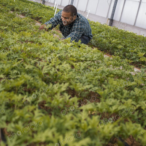 A man working in a large greenhouse, or glasshouse full of organic plants.