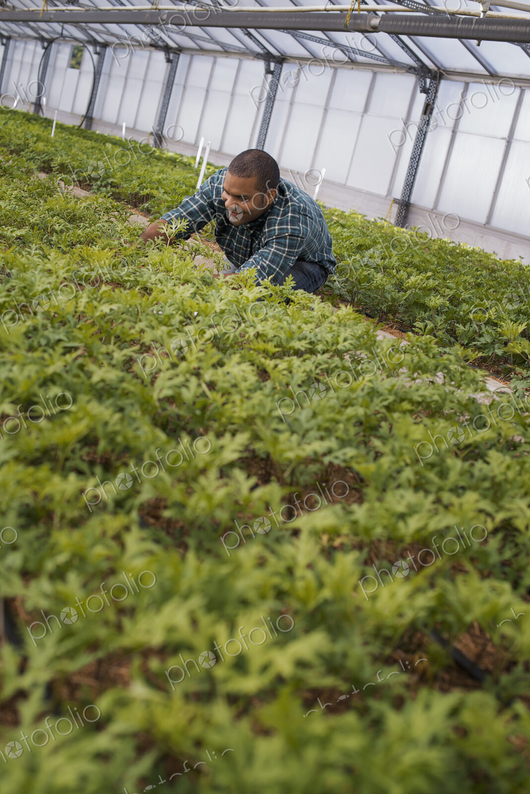 A man working in a large greenhouse, or glasshouse full of organic plants.