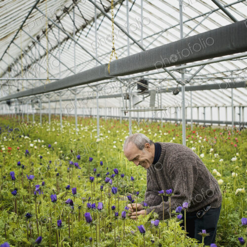 A man working in an organic plant nursery glasshouse in early spring.