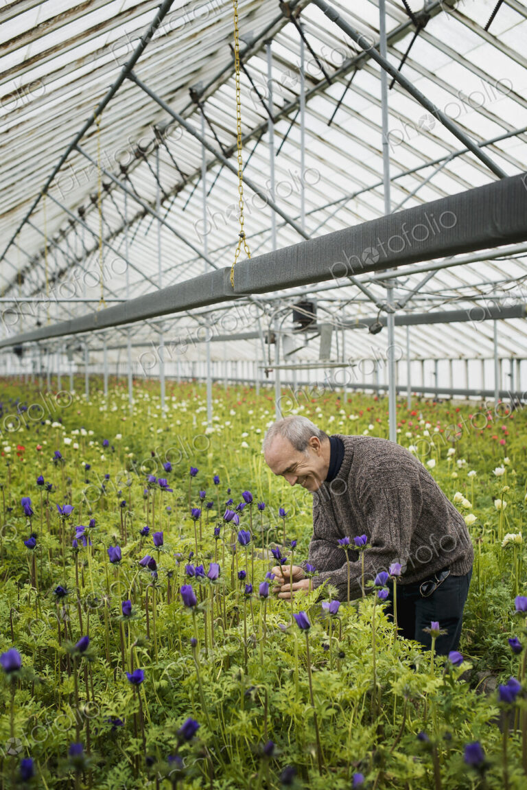 A man working in an organic plant nursery glasshouse in early spring.