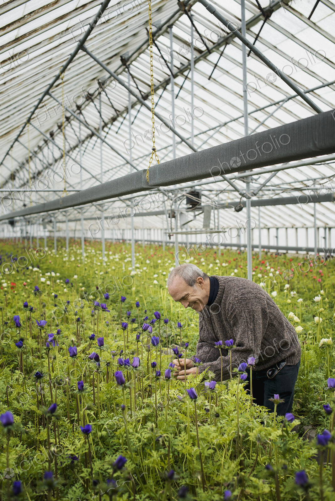 A man working in an organic plant nursery glasshouse in early spring.