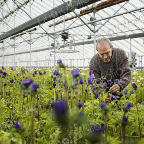 A man working in an organic plant nursery glasshouse in early spring.