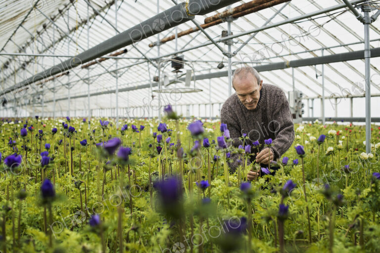 A man working in an organic plant nursery glasshouse in early spring.