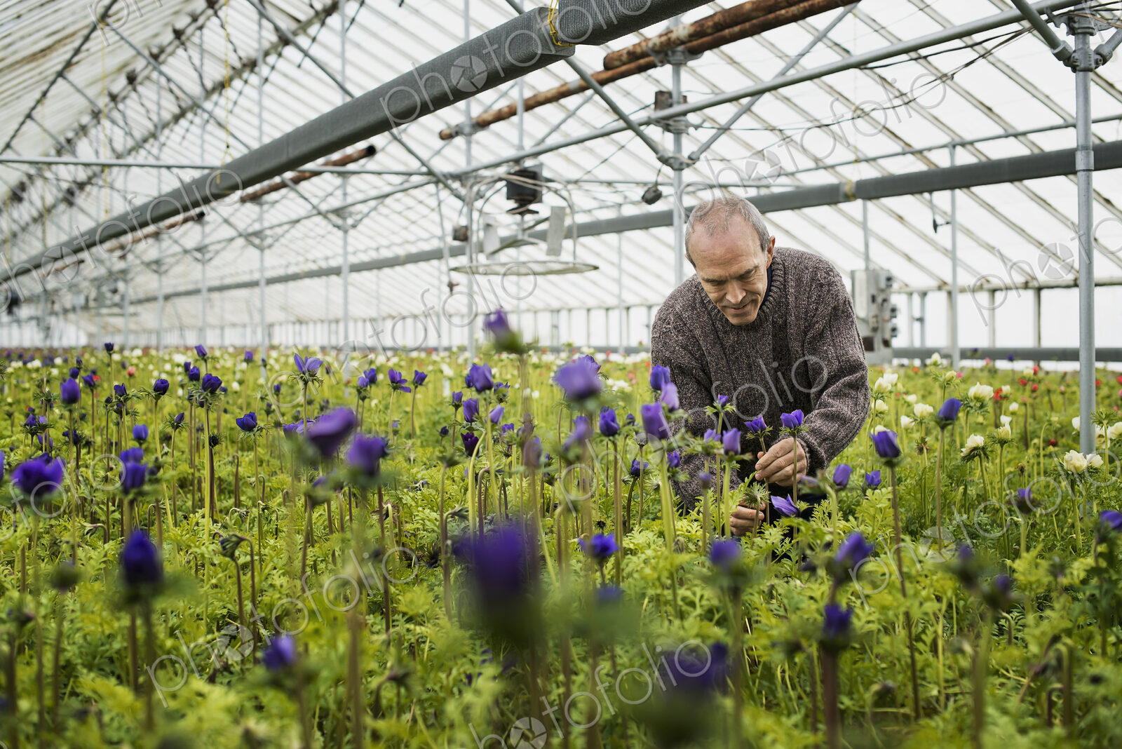 A man working in an organic plant nursery glasshouse in early spring.