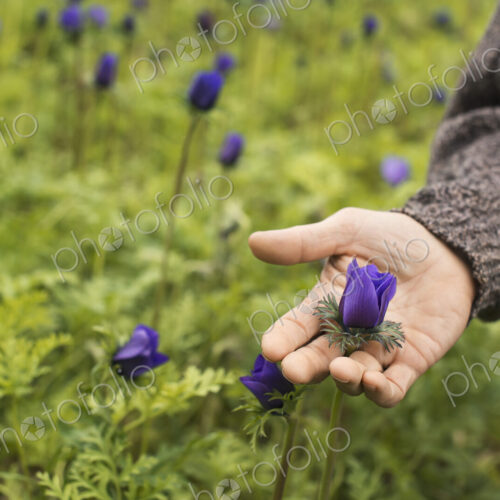 A man working in an organic plant nursery glasshouse in early spring.