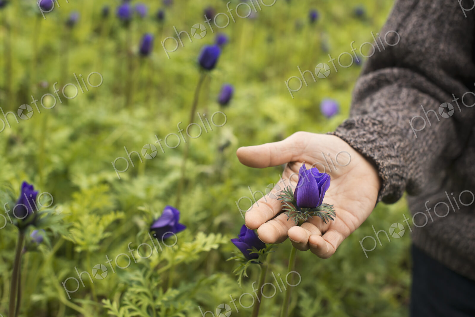 A man working in an organic plant nursery glasshouse in early spring.