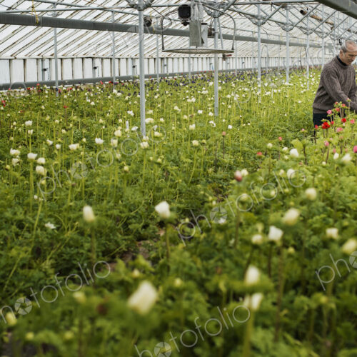 A man working in an organic plant nursery glasshouse in early spring.