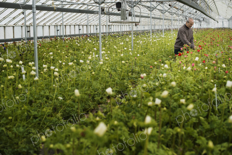 A man working in an organic plant nursery glasshouse in early spring.