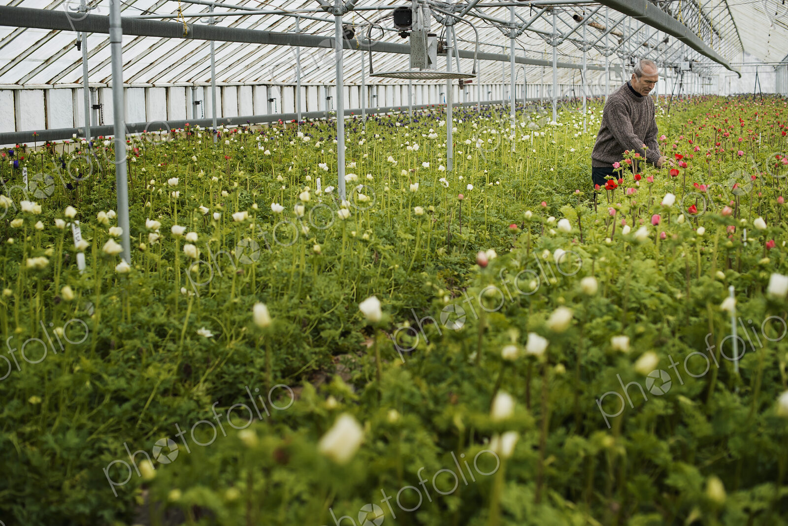 A man working in an organic plant nursery glasshouse in early spring.