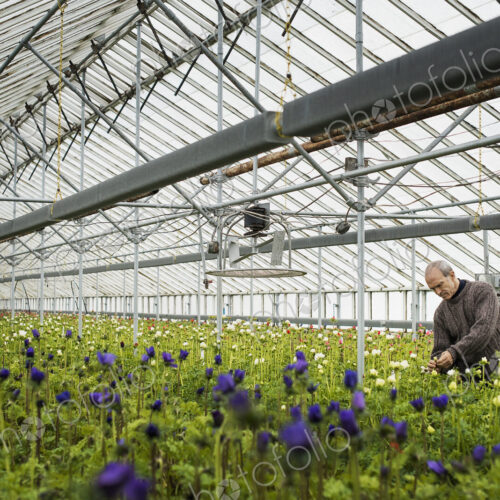 A man working in an organic plant nursery glasshouse in early spring.