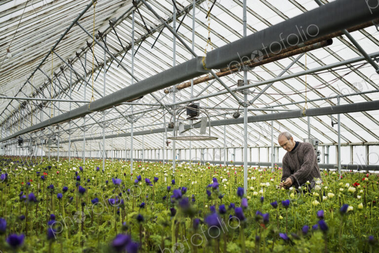 A man working in an organic plant nursery glasshouse in early spring.
