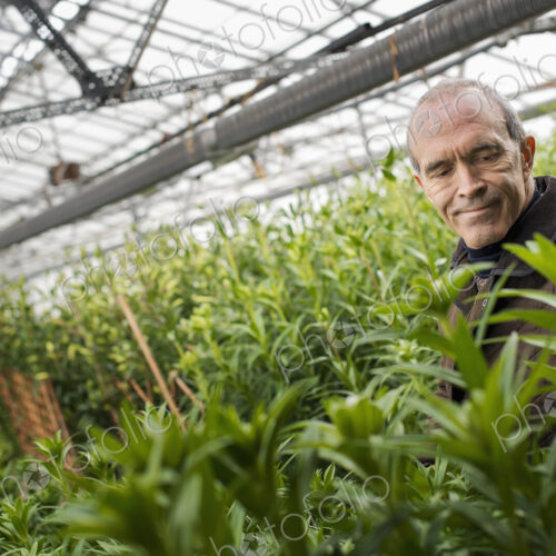 A man working in an organic plant nursery glasshouse in early spring.