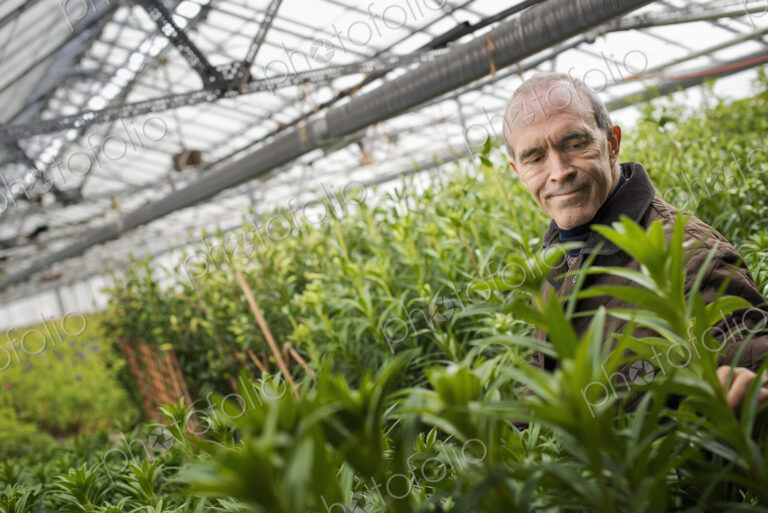 A man working in an organic plant nursery glasshouse in early spring.
