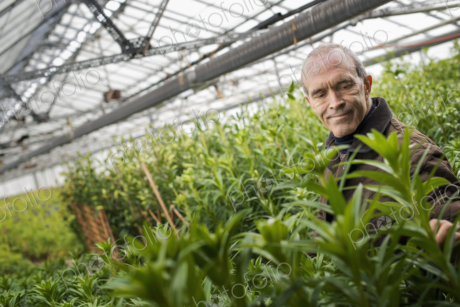 A man working in an organic plant nursery glasshouse in early spring.