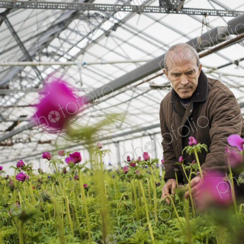 A man working in an organic plant nursery glasshouse in early spring.