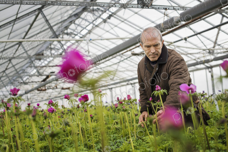A man working in an organic plant nursery glasshouse in early spring.