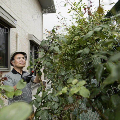 A man working in his garden. A man working in his garden.
