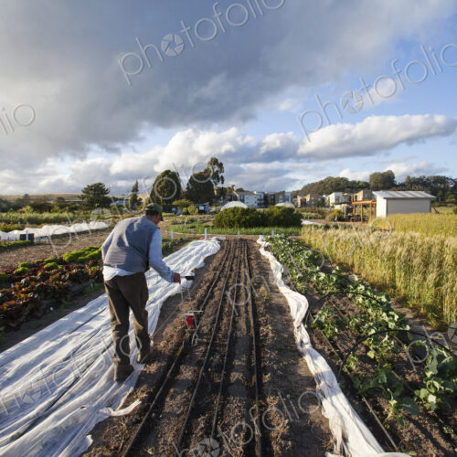 A man working in the fields at the social care and work project, the Homeless Garden… A man working in the fields at the social care and work project, the Homeless Garden…