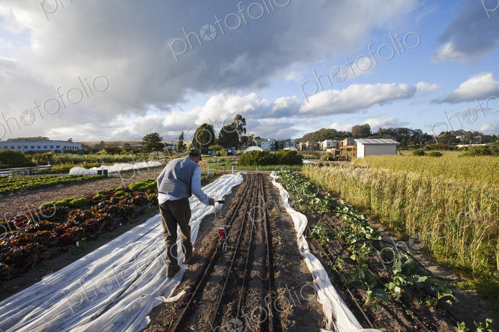 A man working in the fields at the social care and work project, the Homeless Garden…