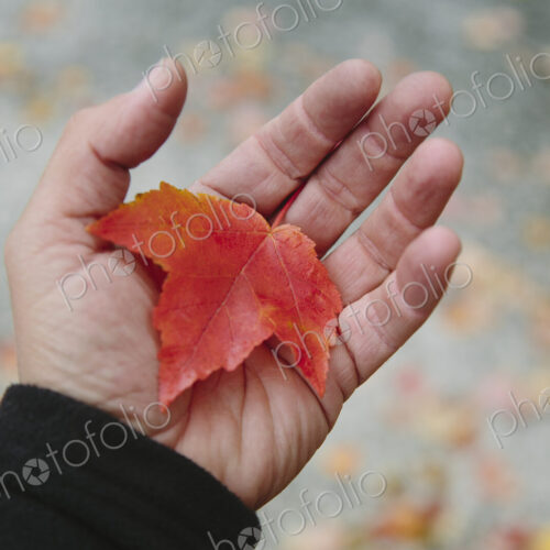 A man's hand holding a maple leaf in the palm of his hand. Autumn in Discovery Park,… A man's hand holding a maple leaf in the palm of his hand. Autumn in Discovery Park,…