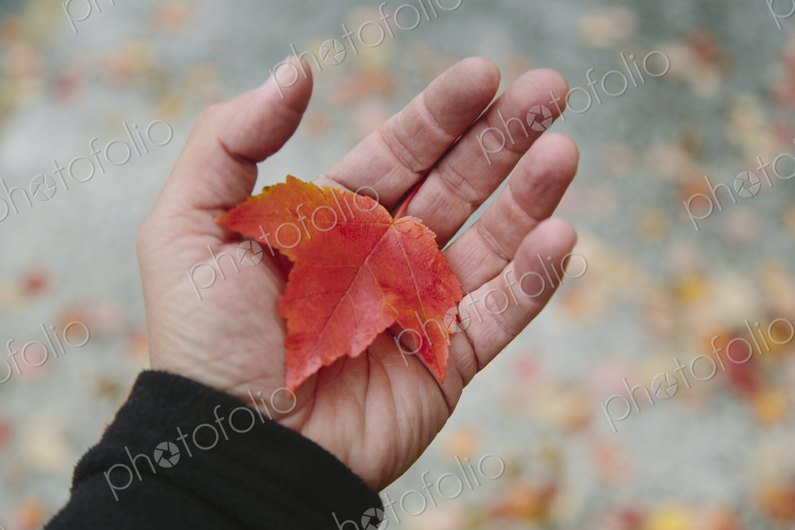 A man’s hand holding a maple leaf in the palm of his hand. Autumn in Discovery Park,…