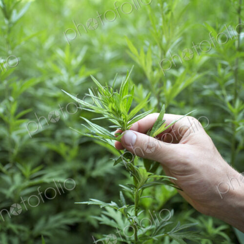 A man's hand holding the top shoot and stem of a plant. A man's hand holding the top shoot and stem of a plant.