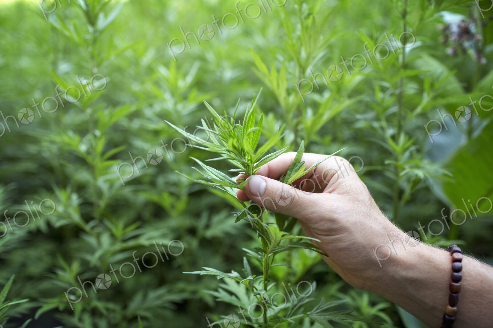 A man’s hand holding the top shoot and stem of a plant.