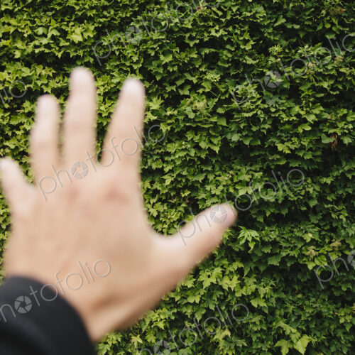 A man's hand reaching towards a wall of green ivy, in Seattle,. Washington. A man's hand reaching towards a wall of green ivy, in Seattle,. Washington.