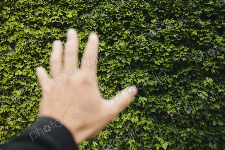 A man's hand reaching towards a wall of green ivy, in Seattle,. Washington.