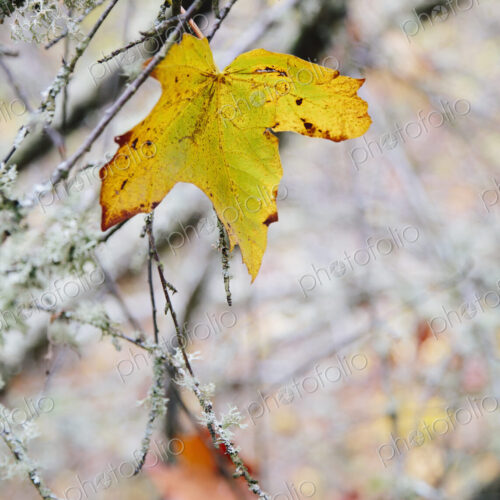 A maple leaf hanging on a moss covered tree branch. Autumnal colours. A maple leaf hanging on a moss covered tree branch. Autumnal colours.