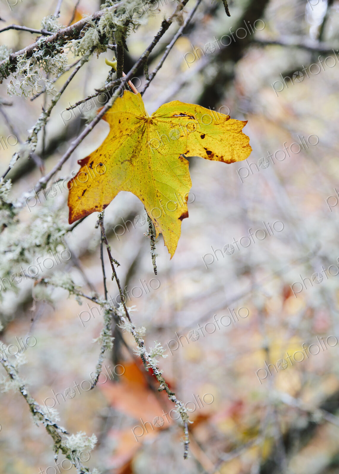 A maple leaf hanging on a moss covered tree branch. Autumnal colours.