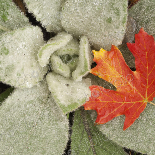 A maple leaf in autumnal colour, resting on the leaves of lamb's ears.